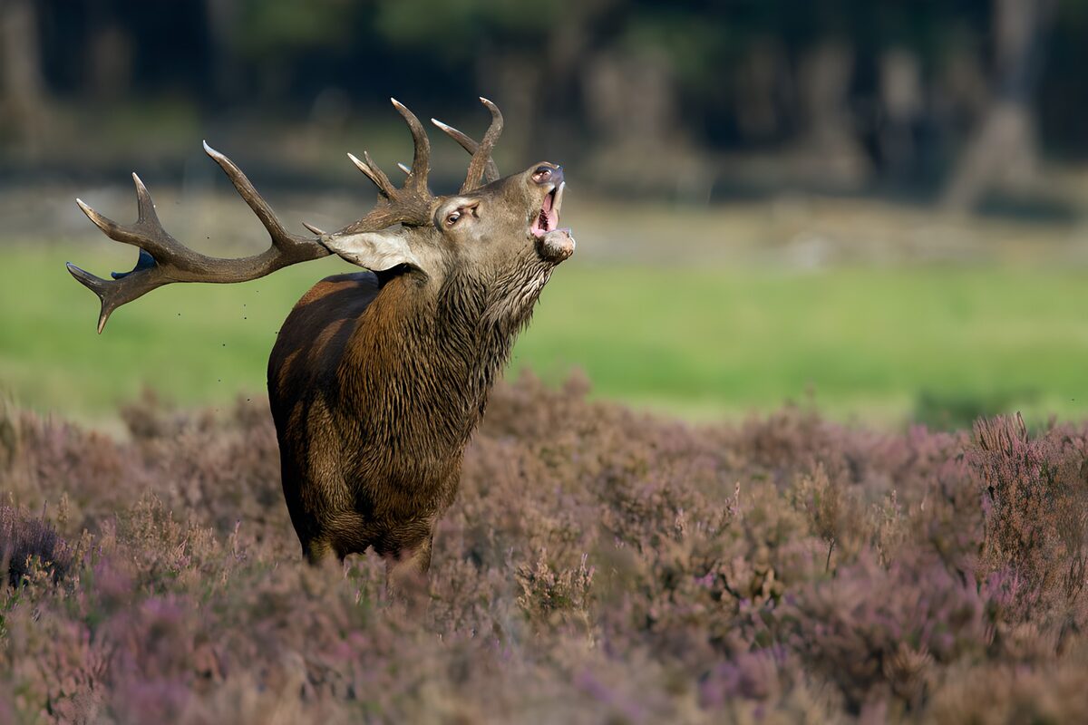 TPDE30940: Der majestätische Hirsch im Ruf