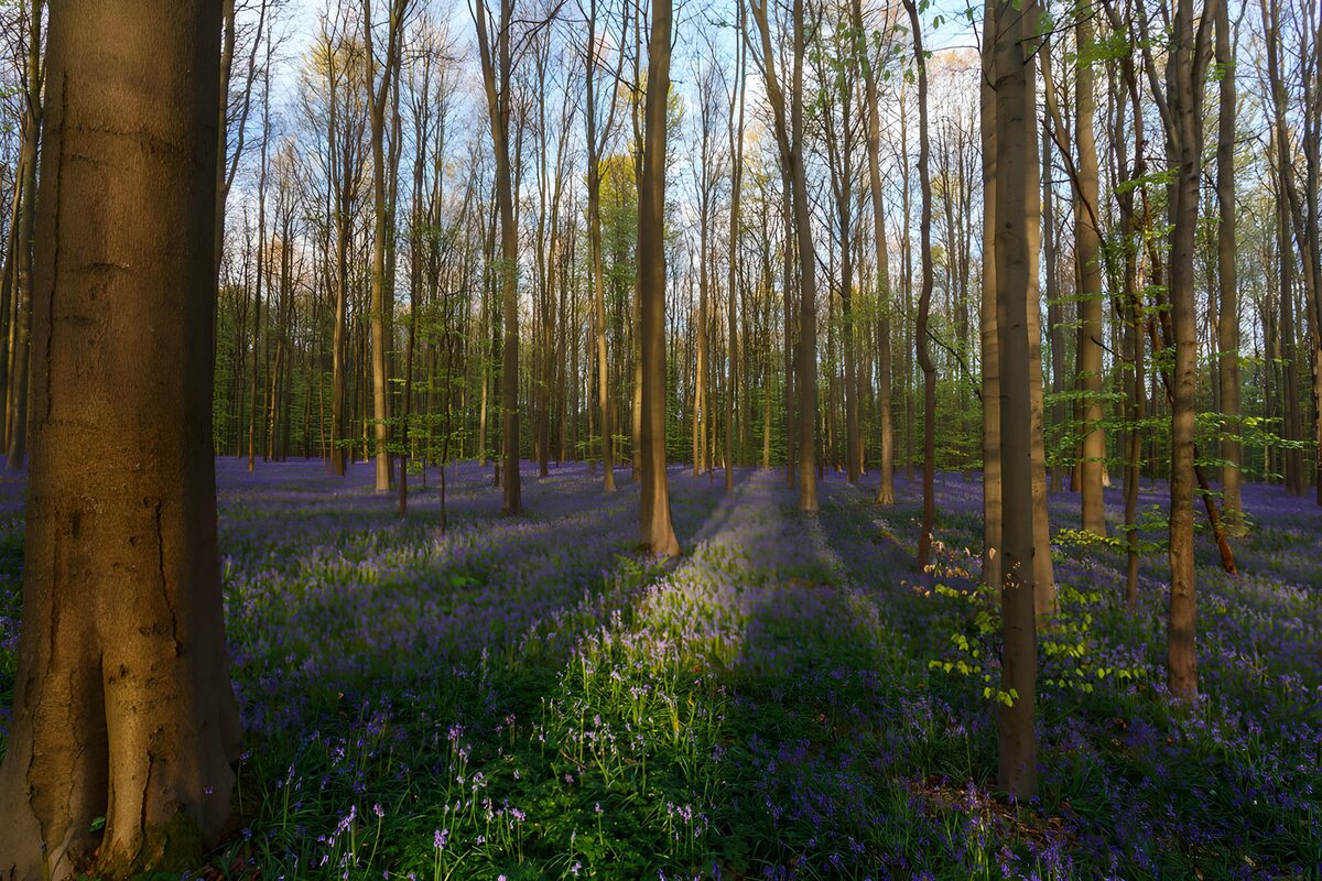 TPDE46528: Blühender Wald im Frühling