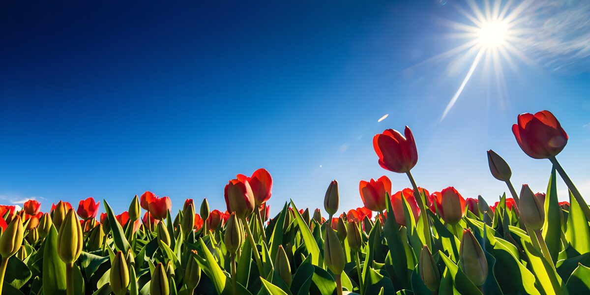 TPDE77260: Blühende Tulpen im Sonnenschein