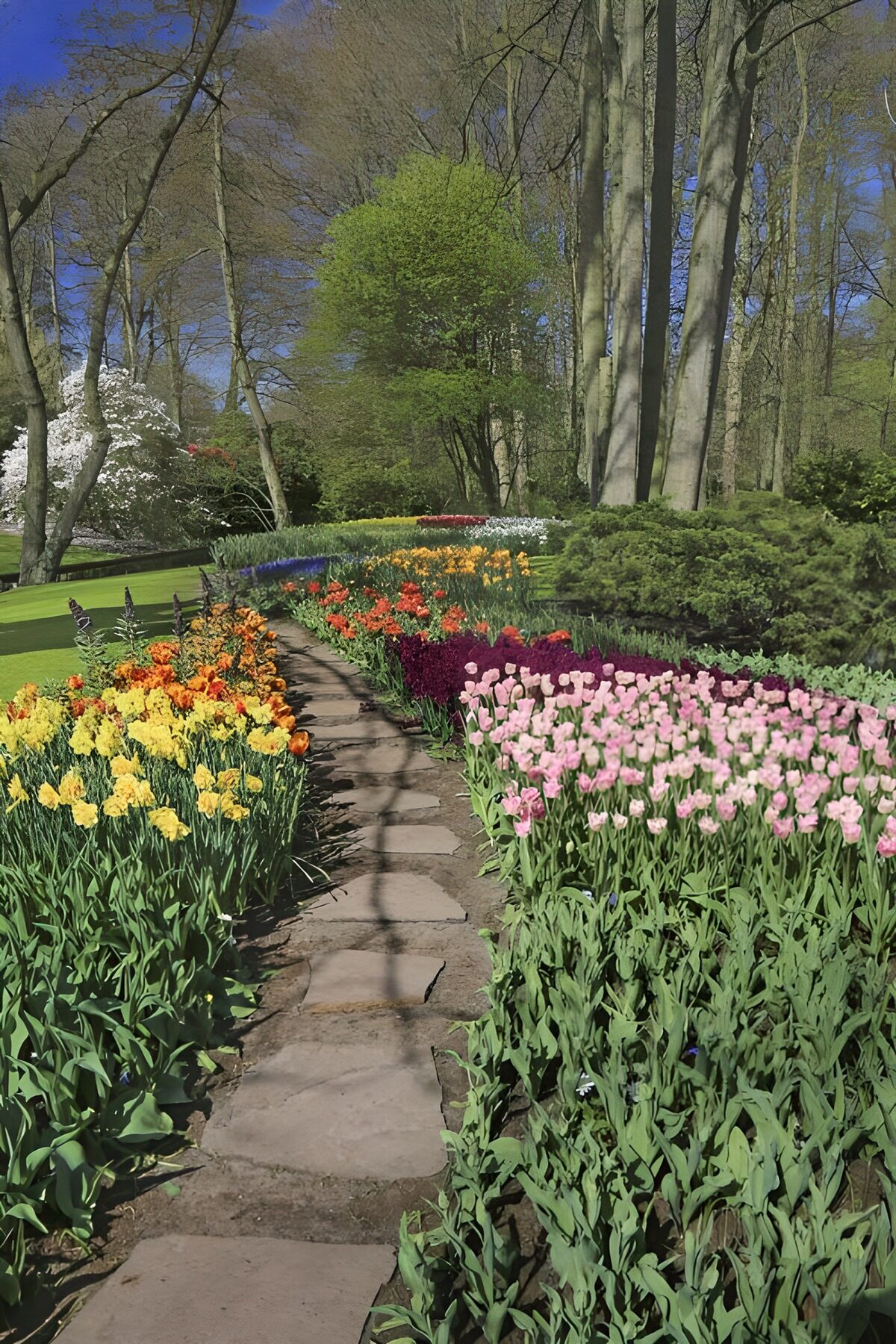 Gartenweg zwischen Tulpen und Narzissen im Keukenhof (NL)