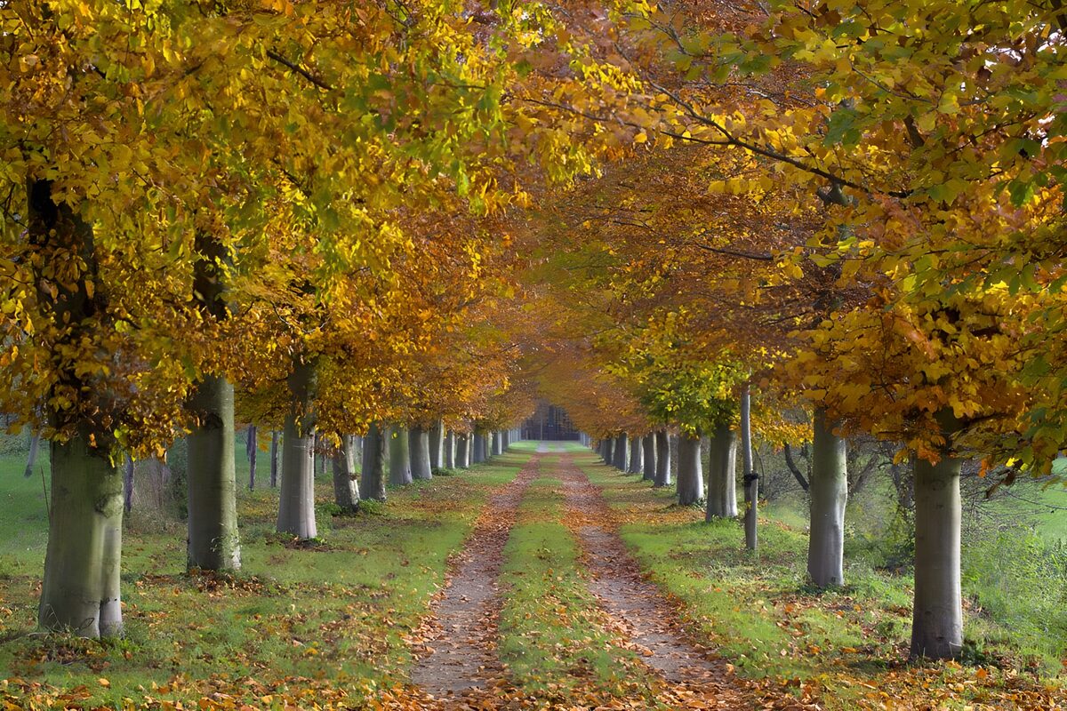  Eine Allee in den Gelb- und Brauntönen vom Herbst
