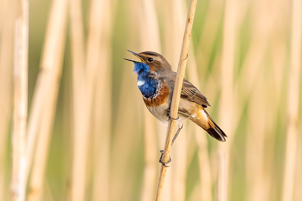 TPDE93235: Blaukehlchen im Schilfgesang