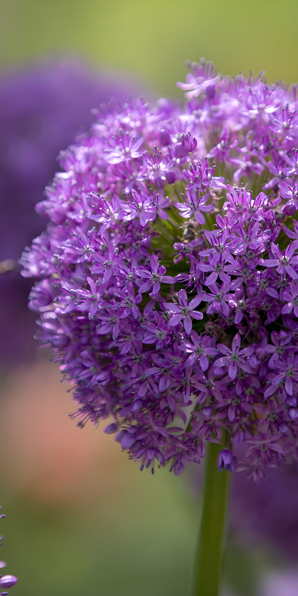 TPDE32010: Lila Blütenpracht der Allium-Pflanze