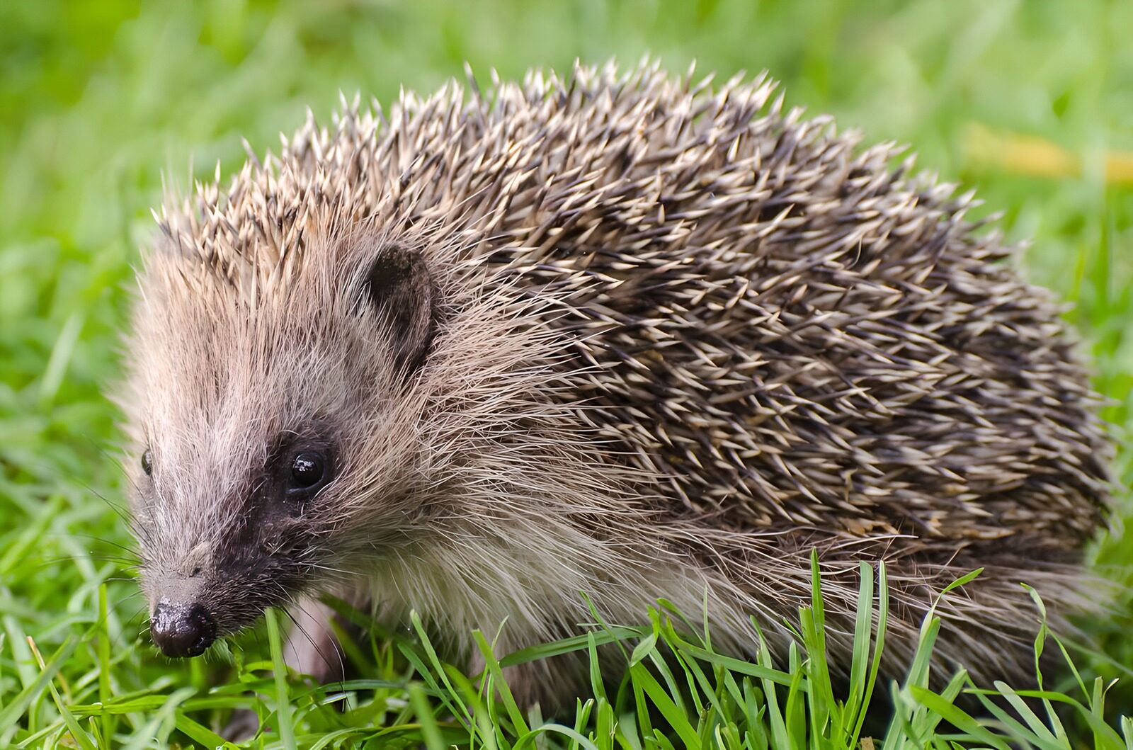 TPDE15042: ein Igel auf einem Rasen