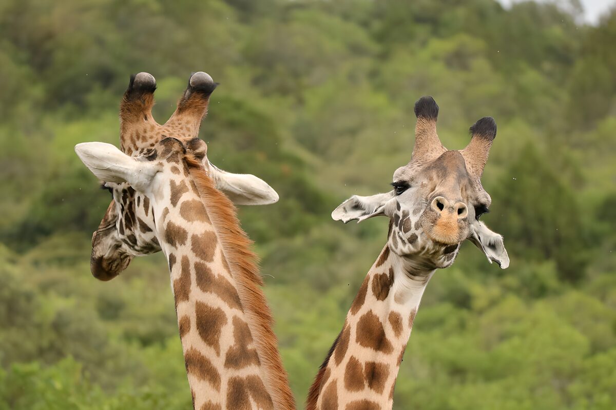 Verspielte Giraffen im Grünen