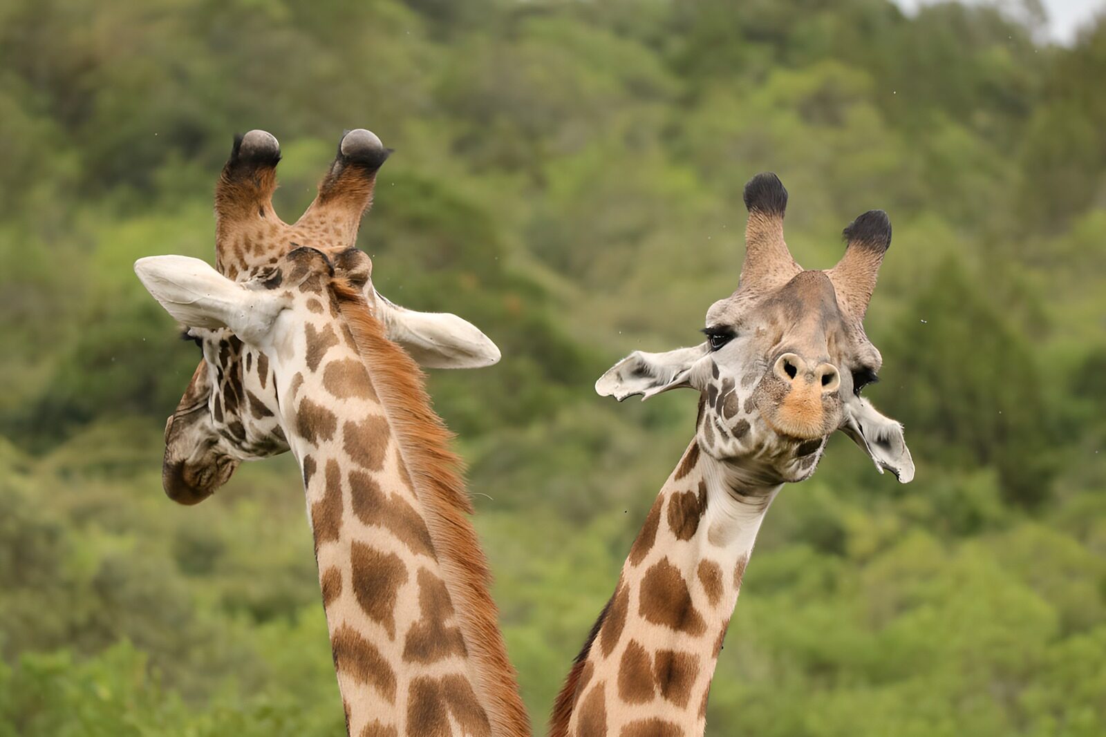 TPDE65215: Verspielte Giraffen im Grünen