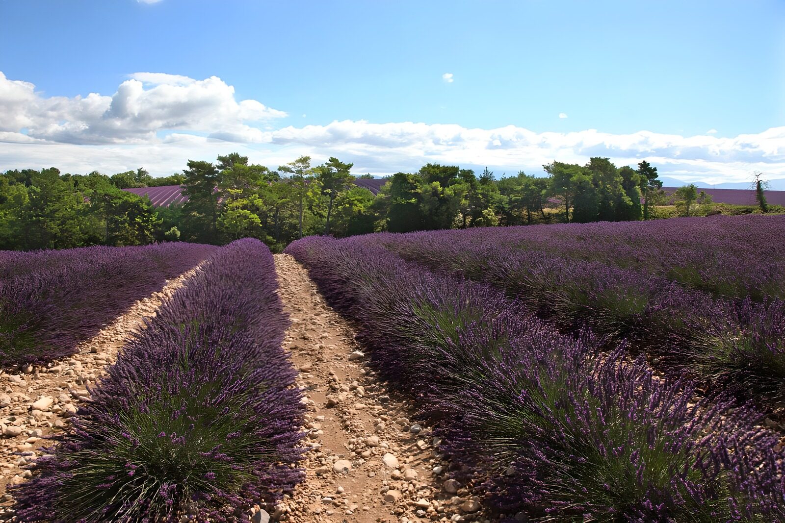 TPDE41347: Lavendelreihen in der Haute-Provence