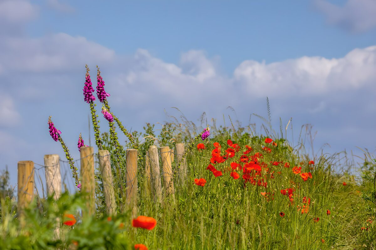 Farbenfrohe Sommerwiese mit Zaun