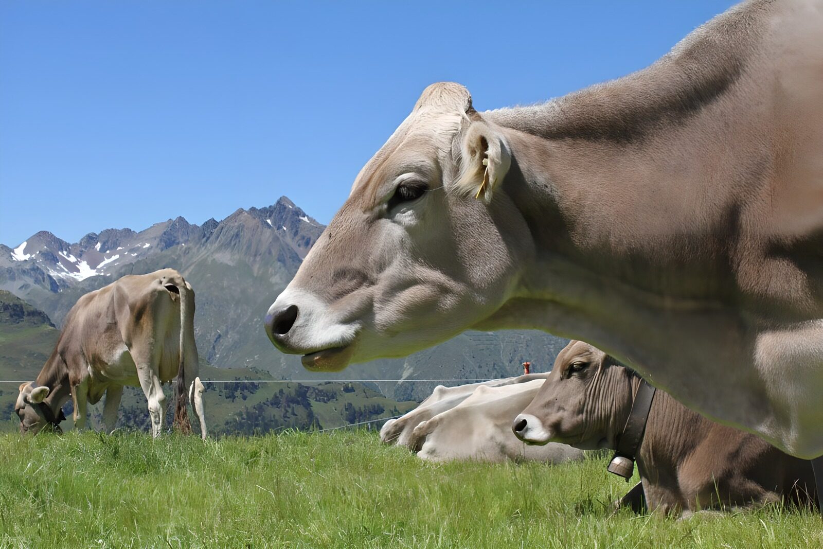 TPDE53638: einige Kühe auf der Alm und die Berge im Hintergrund 1