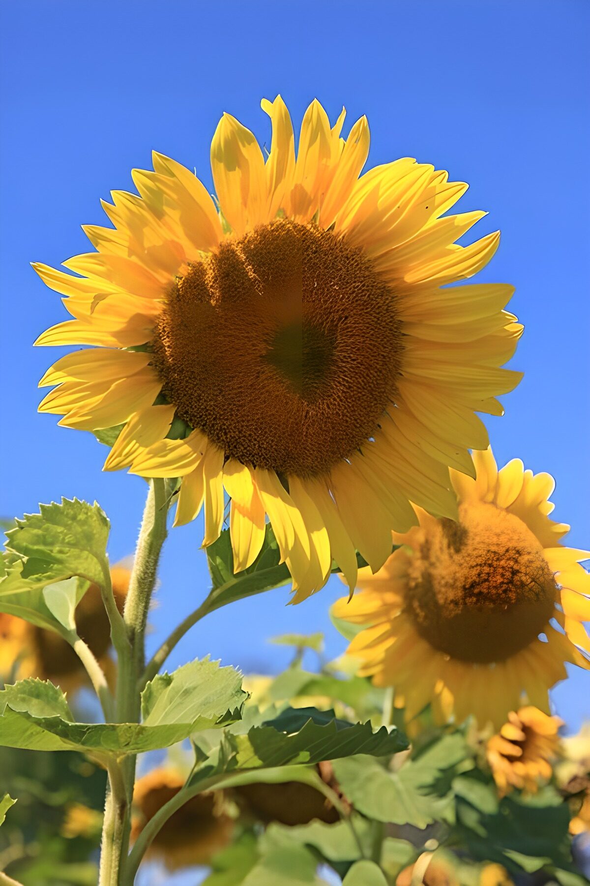 TPDE48699: die Sonnenbume als Zier-und Nutzpflanze im Juli