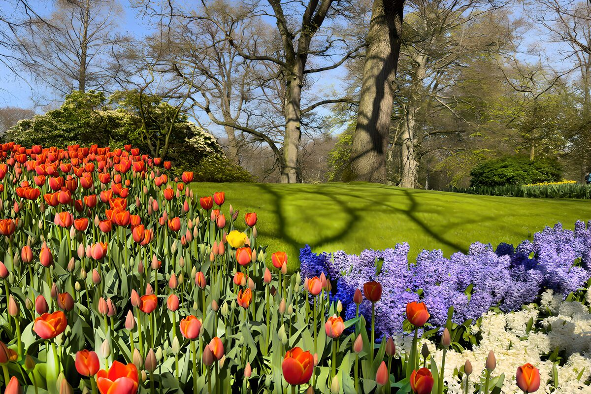 TPDE98078: Frühlingsblüten im Park