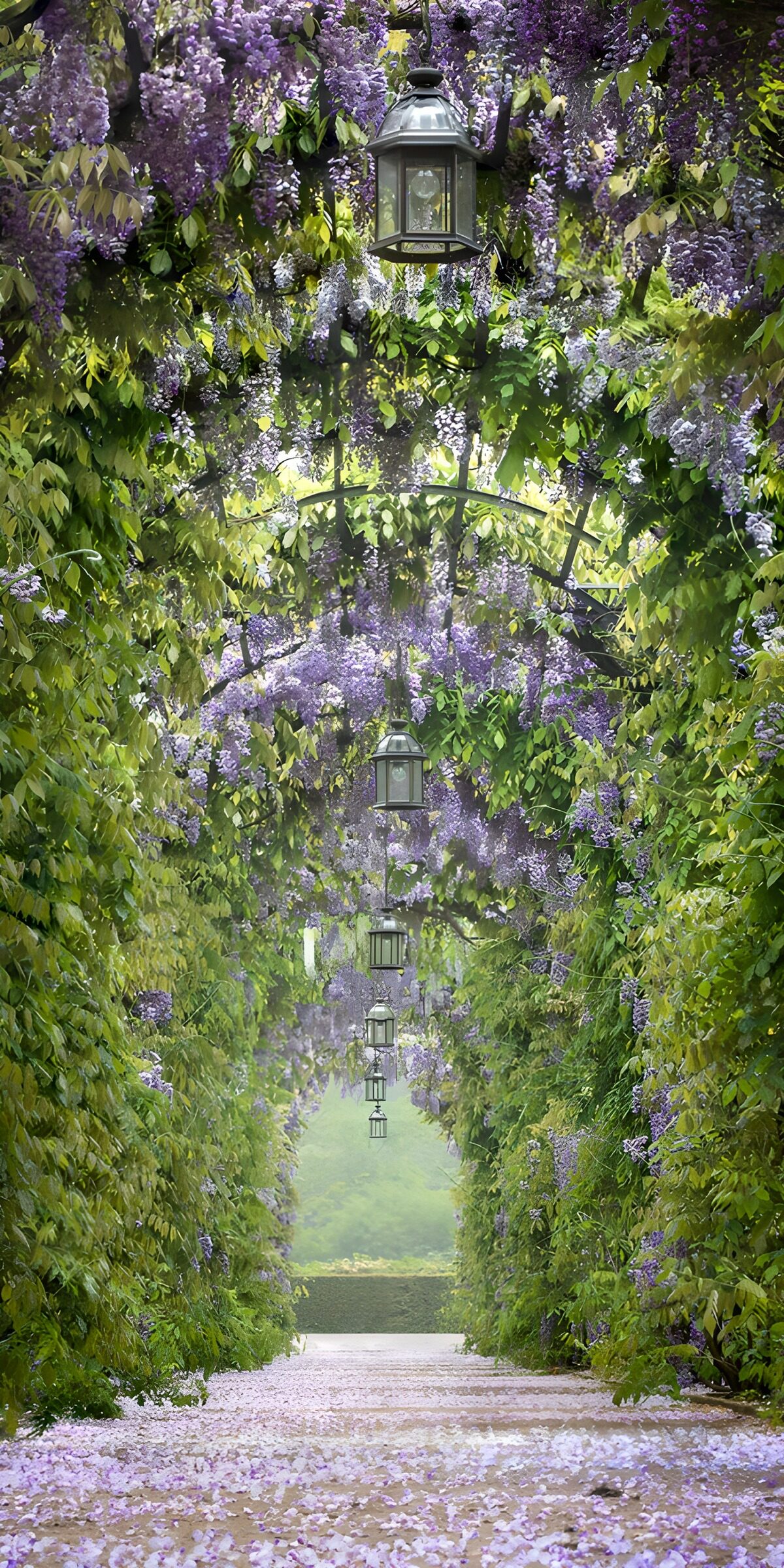 TPDE80823: Wisteriagarten mit laternen