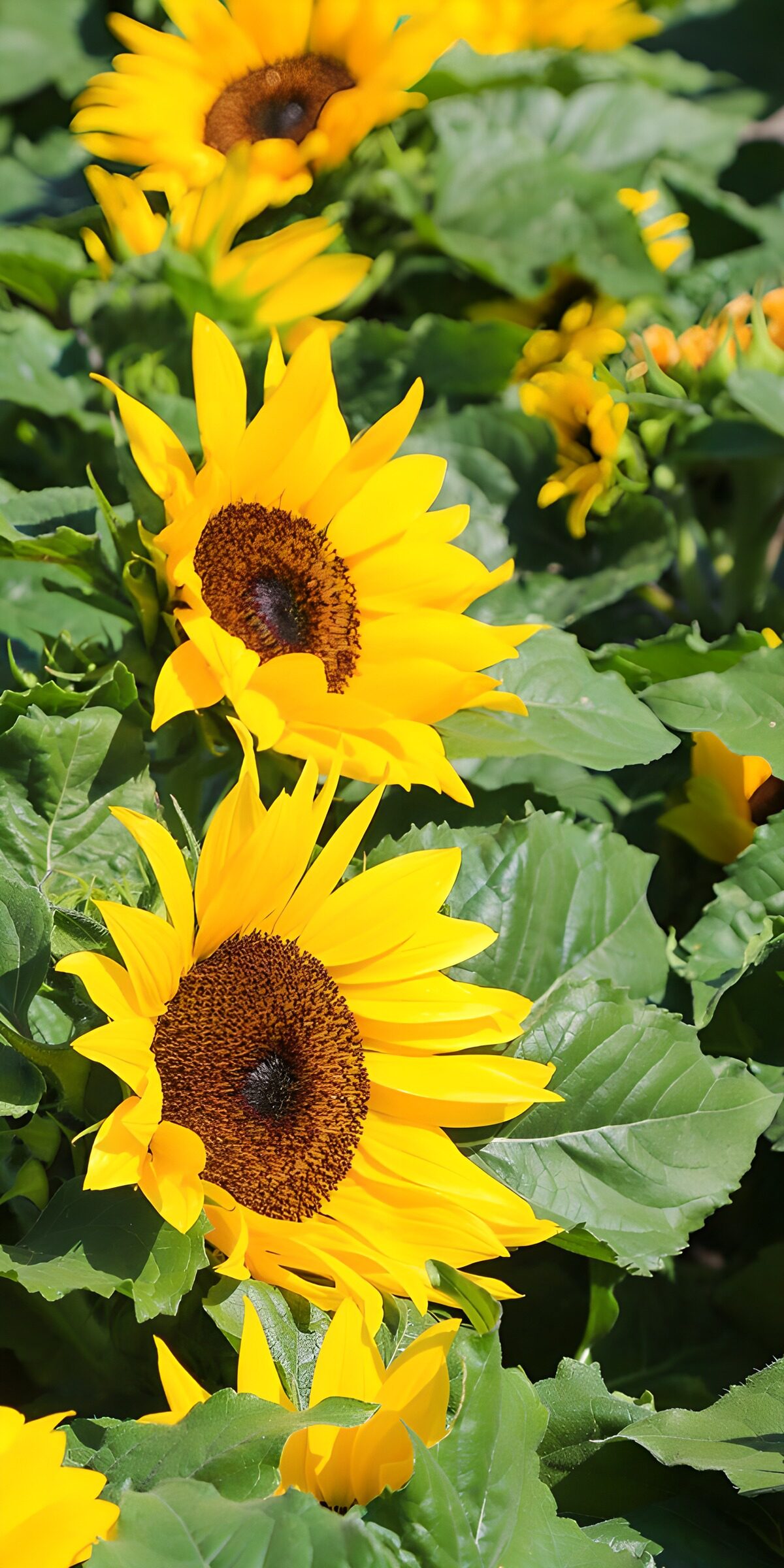 Strahlende Sonnenblumen im Feld