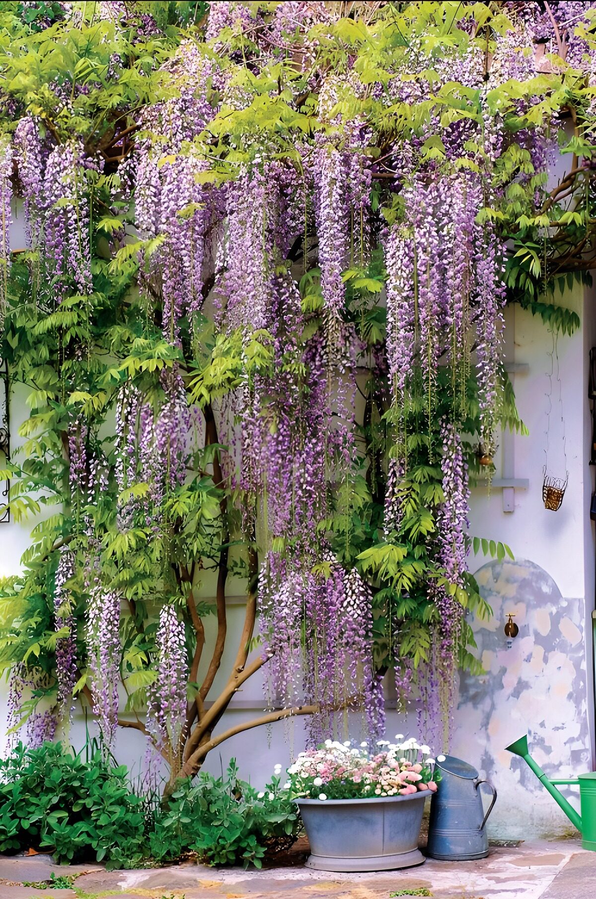 TPDE54300: Wisteria-Blüte an der Wand