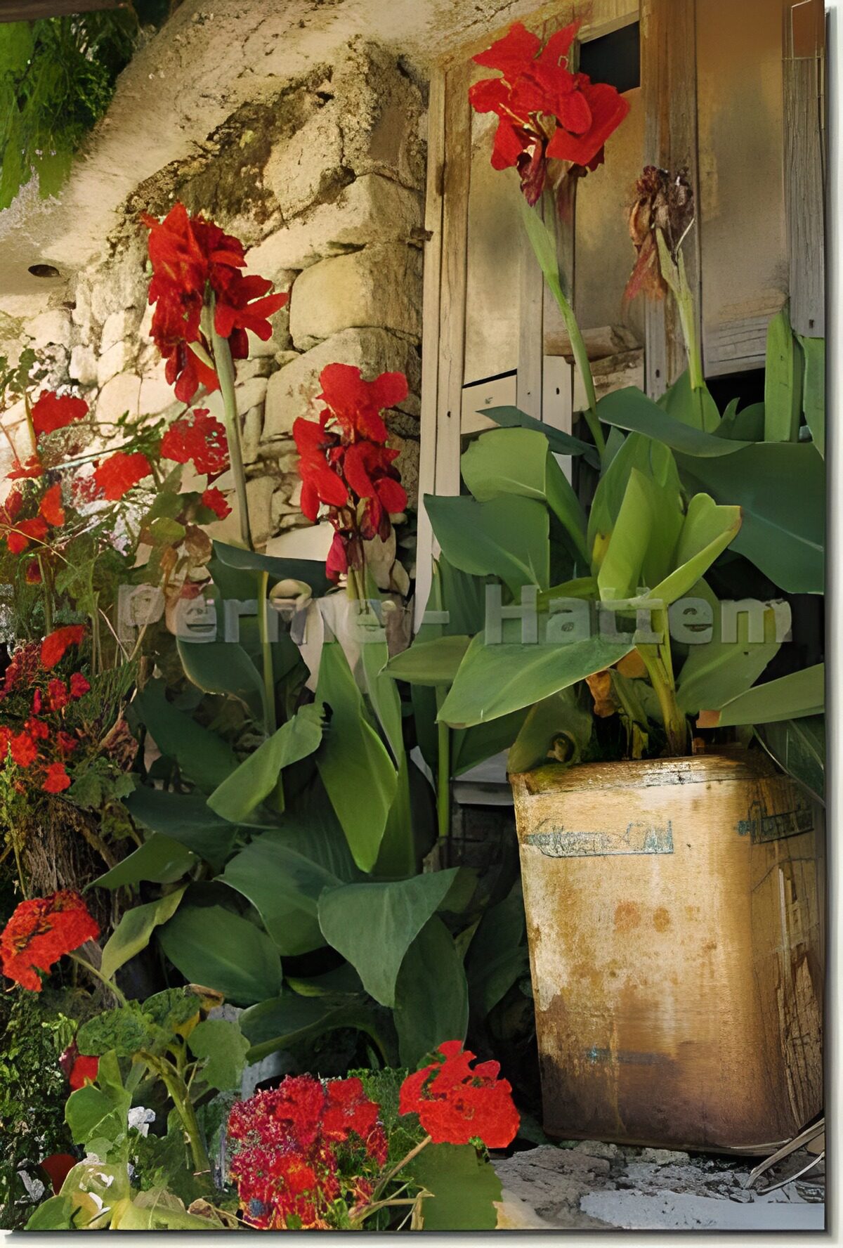 Pflanzen und Blumen an einer steinernen Mauer