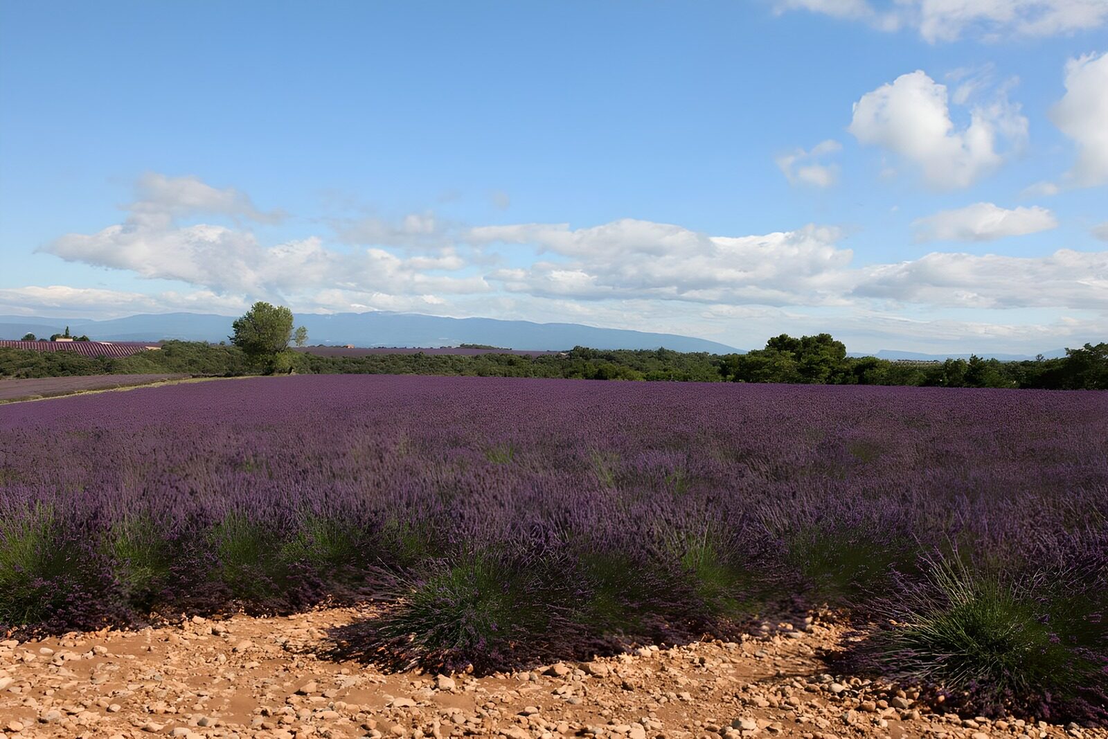 TPDE51727: Lavendel bis an die Berge am Horizont