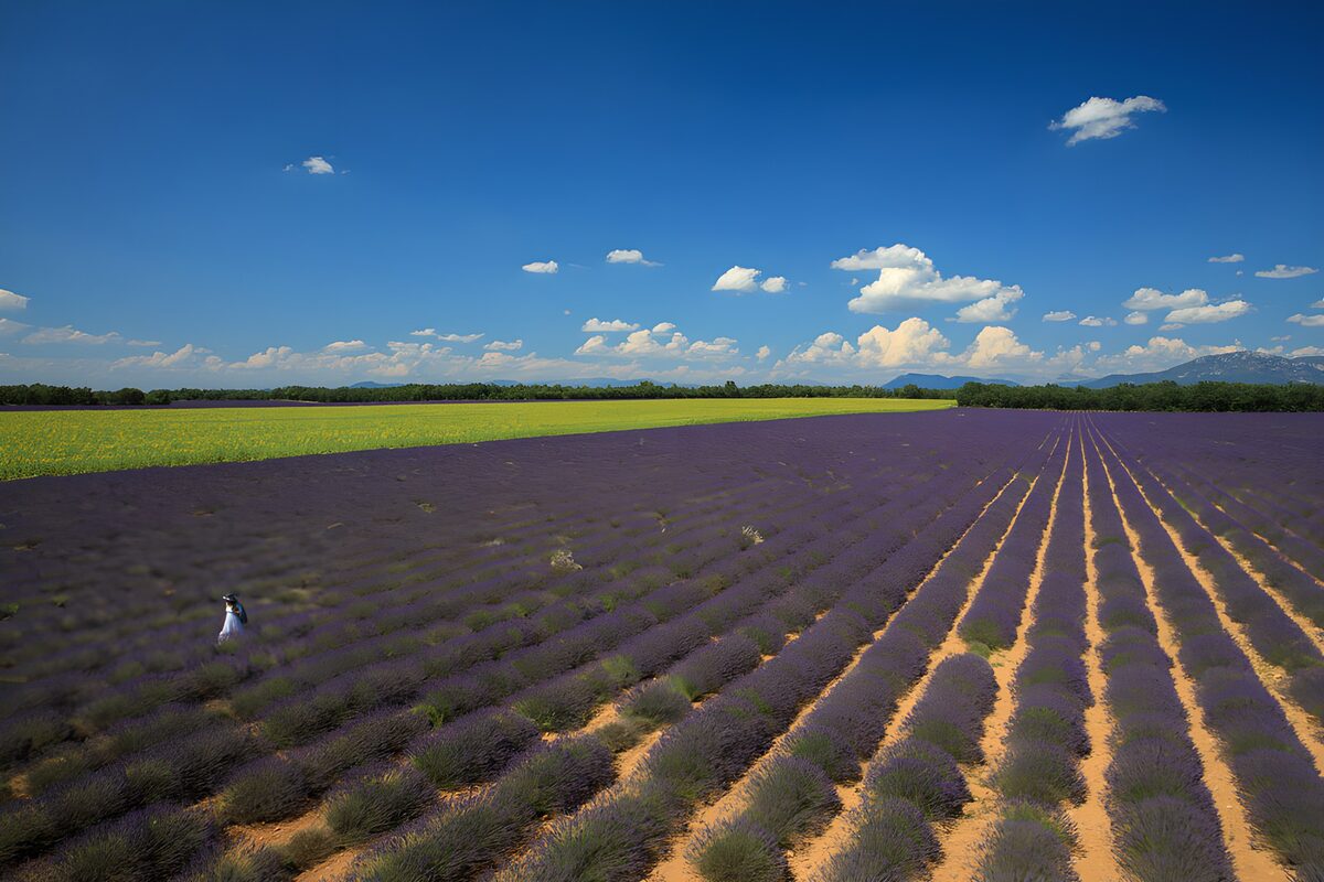 TPDE33158: Lavendelfelder unter blauem Himmel