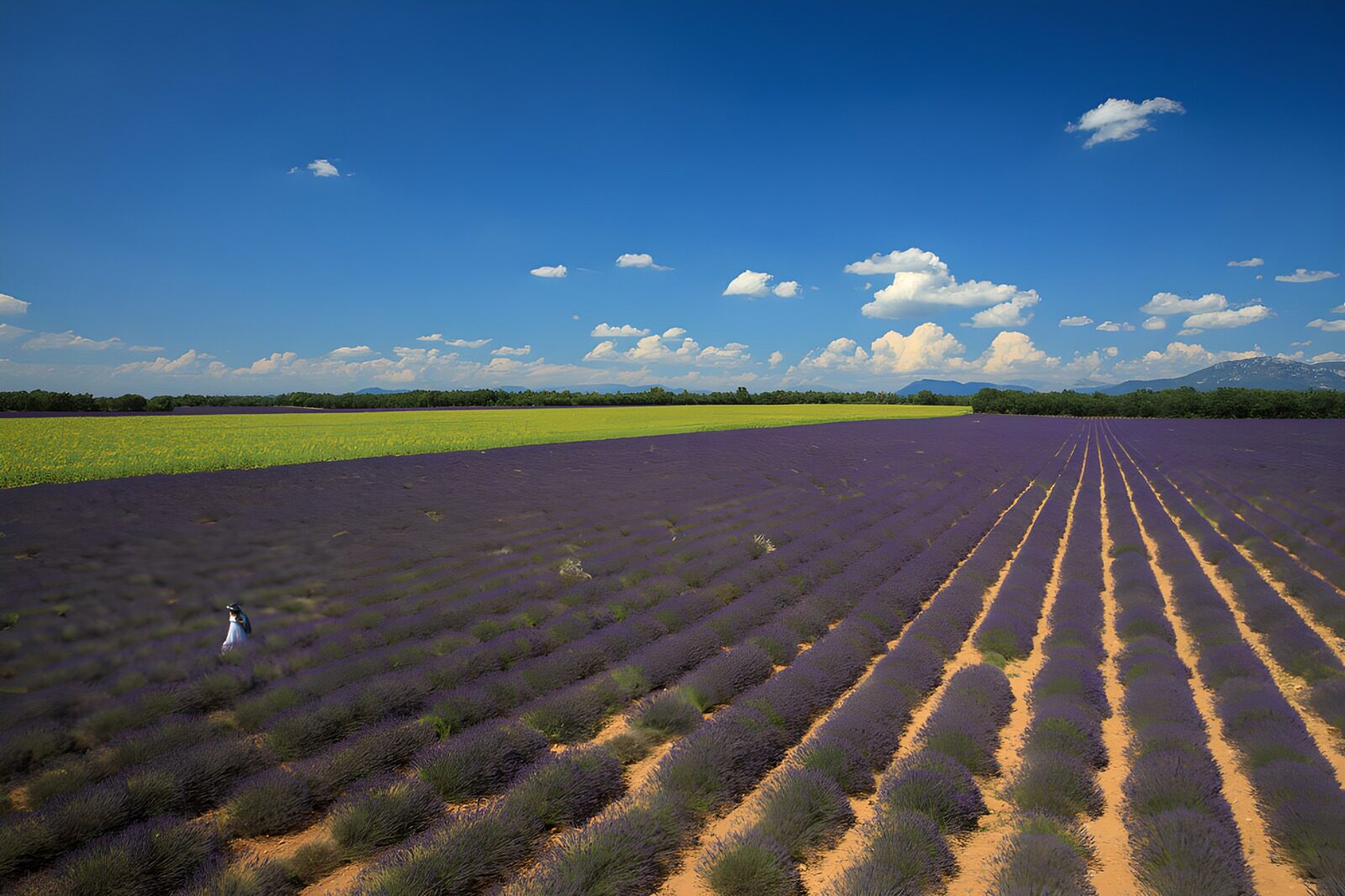 TPDE33158: Lavendelfelder unter blauem Himmel