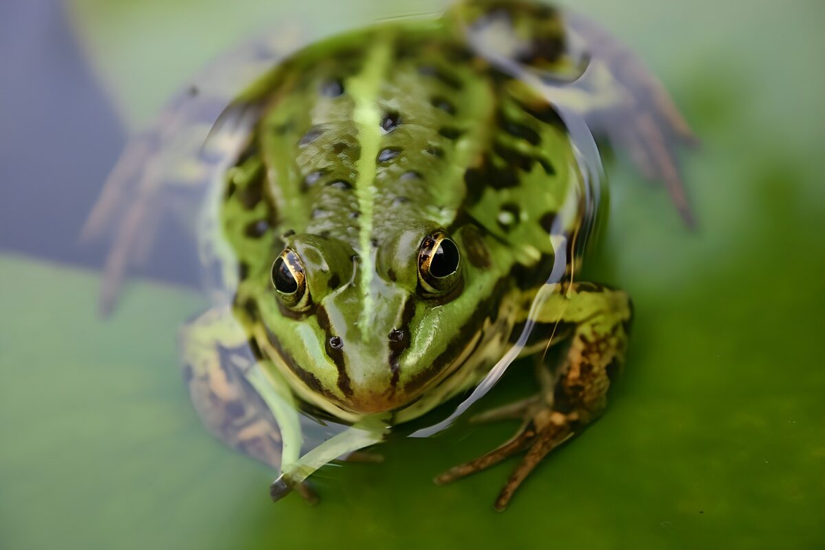 Frosch auf dem Blatt einer Seerose
