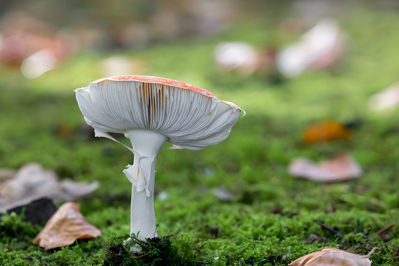 TPDE71385: Ein außergewöhnlicher Fliegenpilz