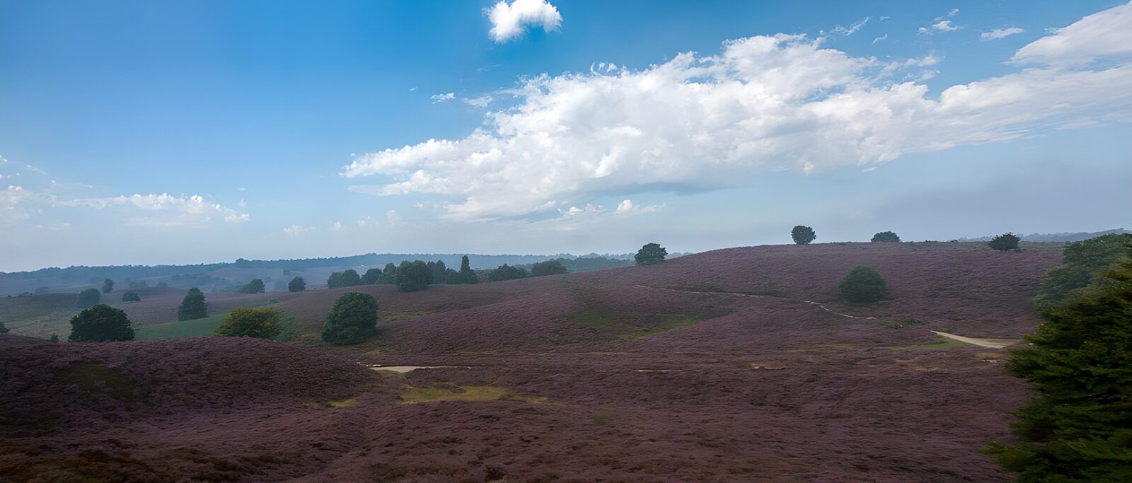 TPDE40867: Panoramablick auf  die lilafarbene Heide