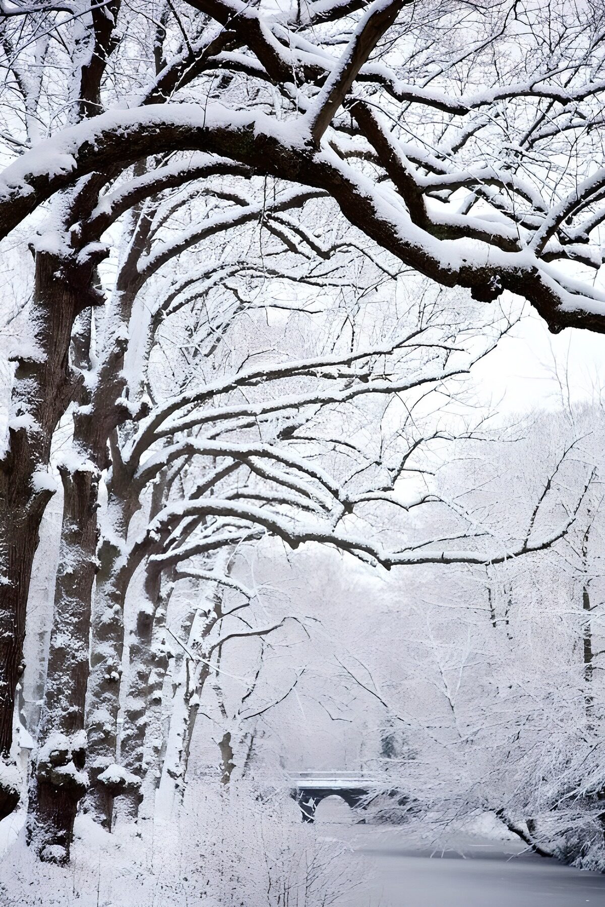 TPDE80005: Schnee auf und an Bäumen, an einem Bächlein entlang