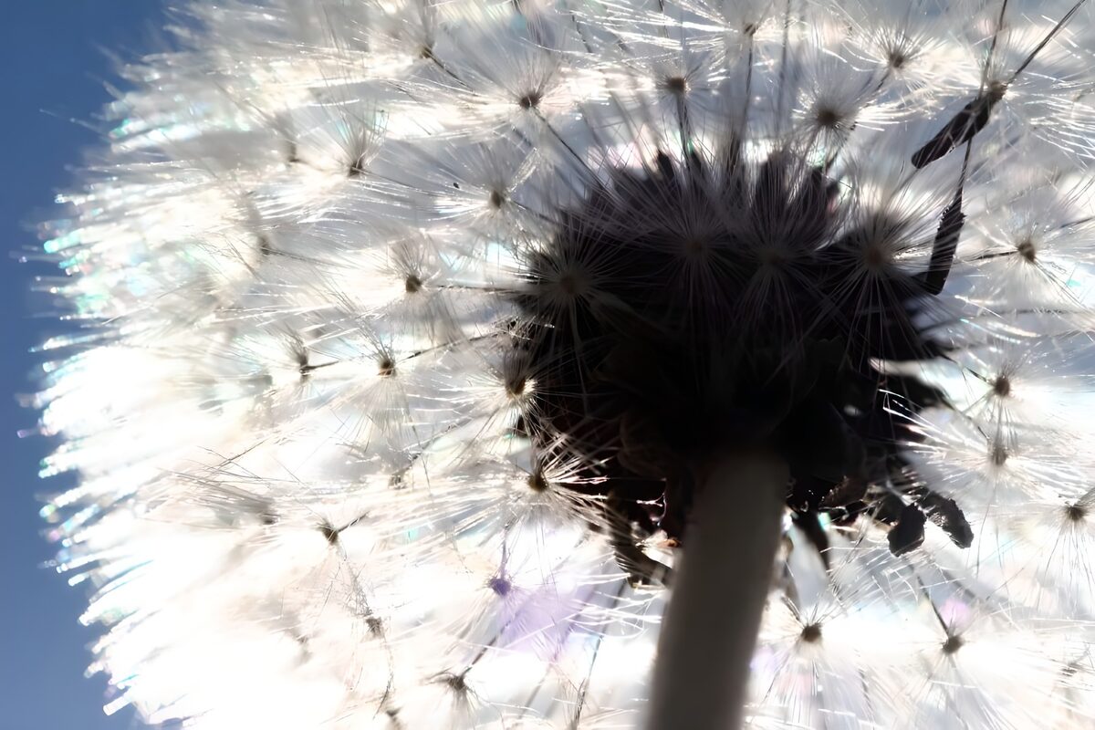 Pappus "Bokeh"