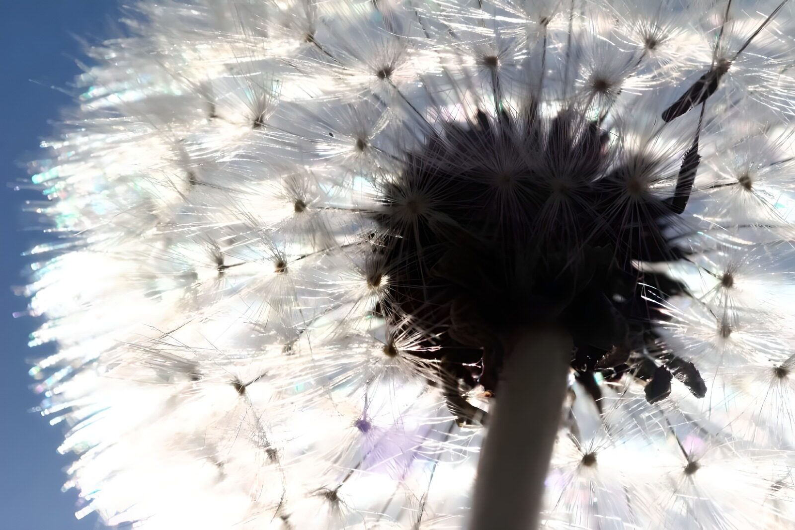 TPDE71327: Pappus "Bokeh"