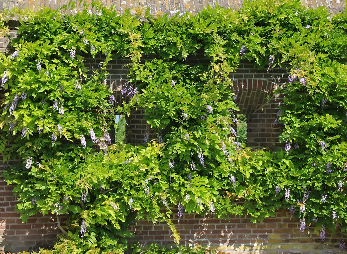 TPDE61372: Blauregen an einer Festungsmauer