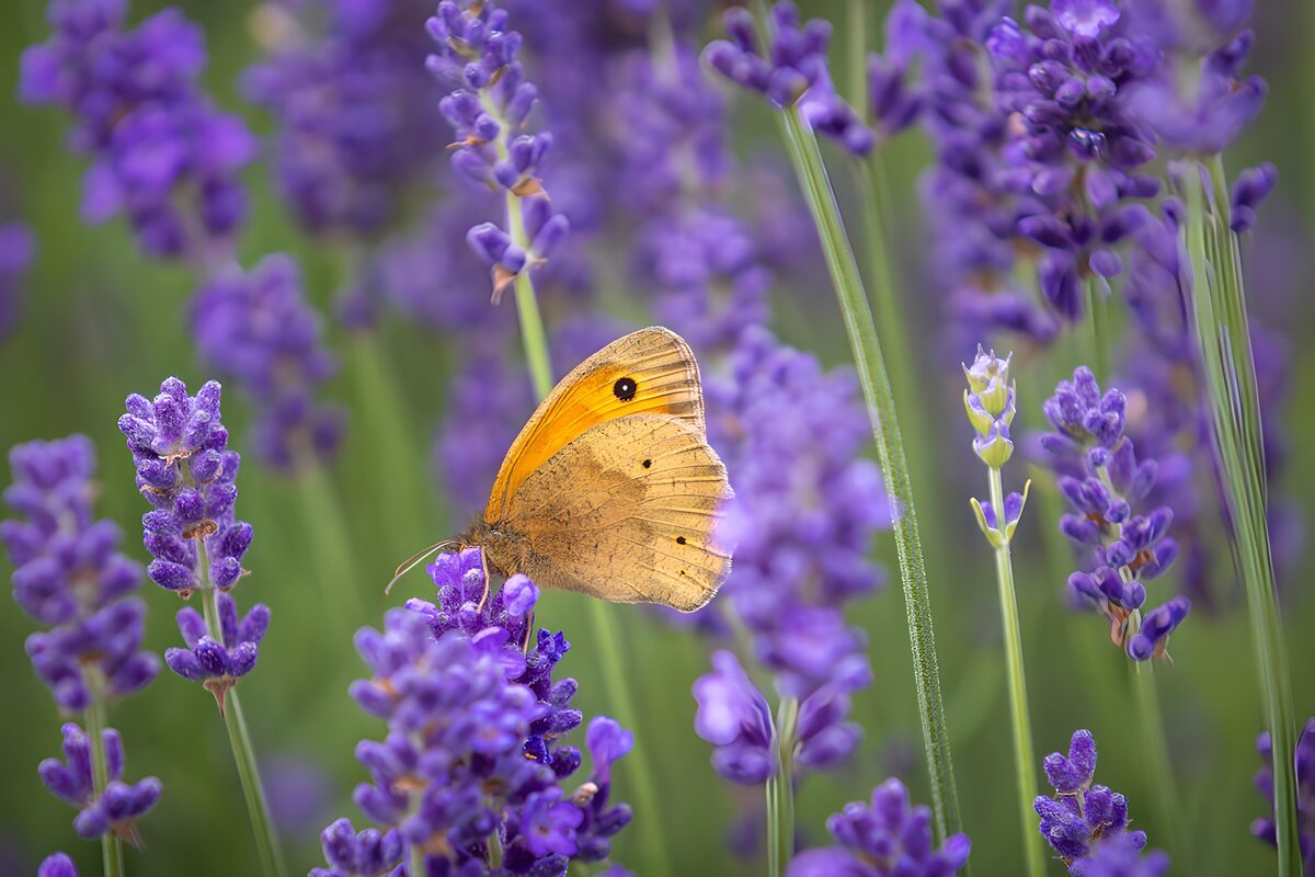 Sommerlicher Lavendel mit Schmetterling