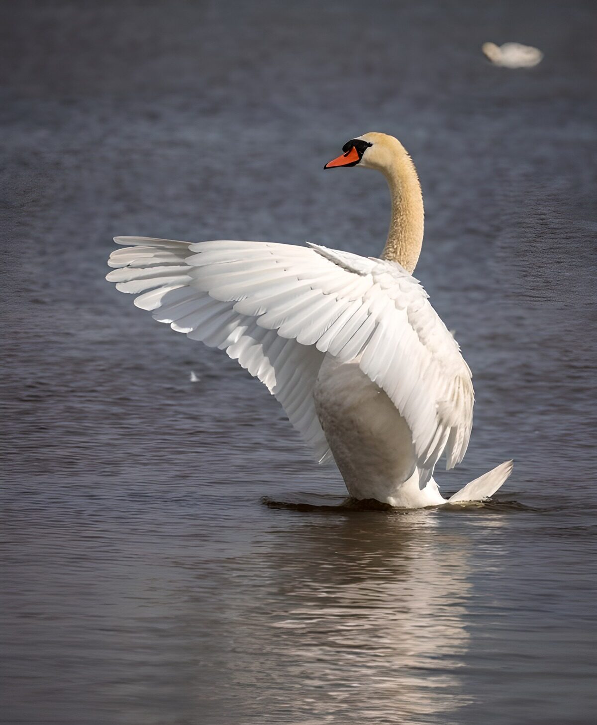 TPDE92075: majestätischer Schwan im Wasser