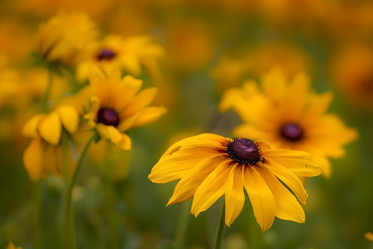 Schwarzes Sonnenauge (Rudbeckia) im Feld