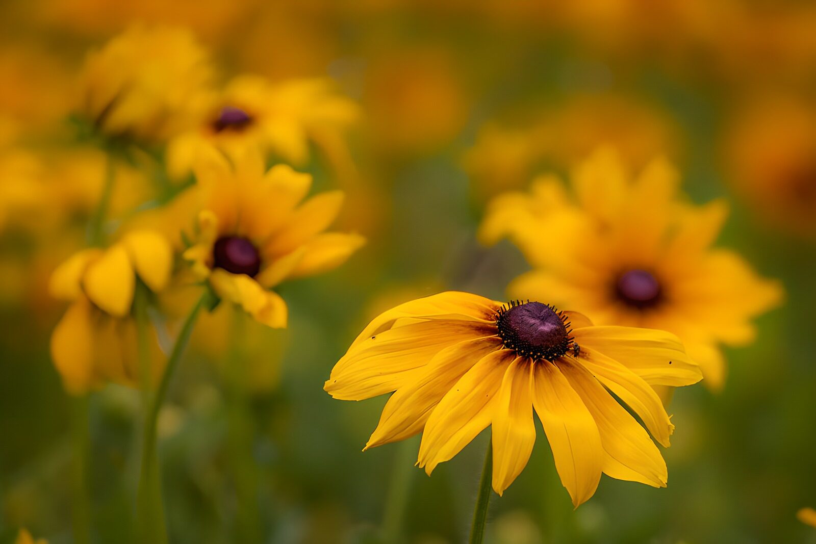 TPDE25364: Schwarzes Sonnenauge (Rudbeckia) im Feld