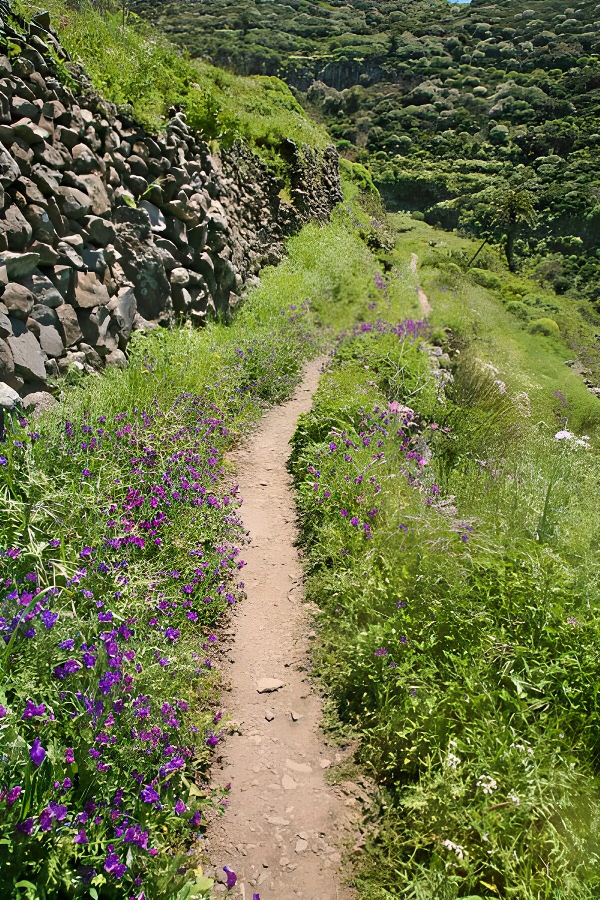 TPDE18217: schmaler Wanderweg in den Bergen von La Gomera 43
