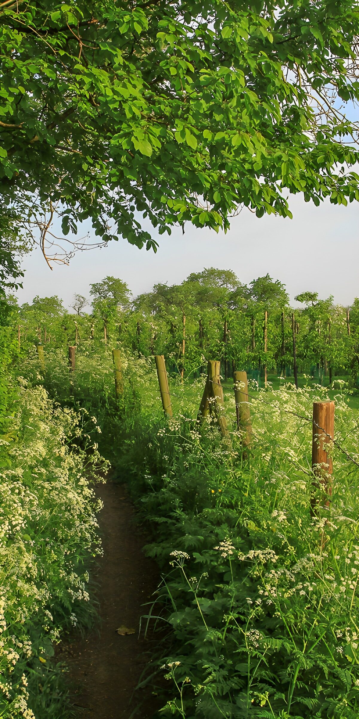 TPDE14201: Weinbergweg im Frühling