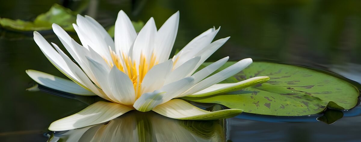 TPDE80415: Nahaufnahme einer weißen Seerose