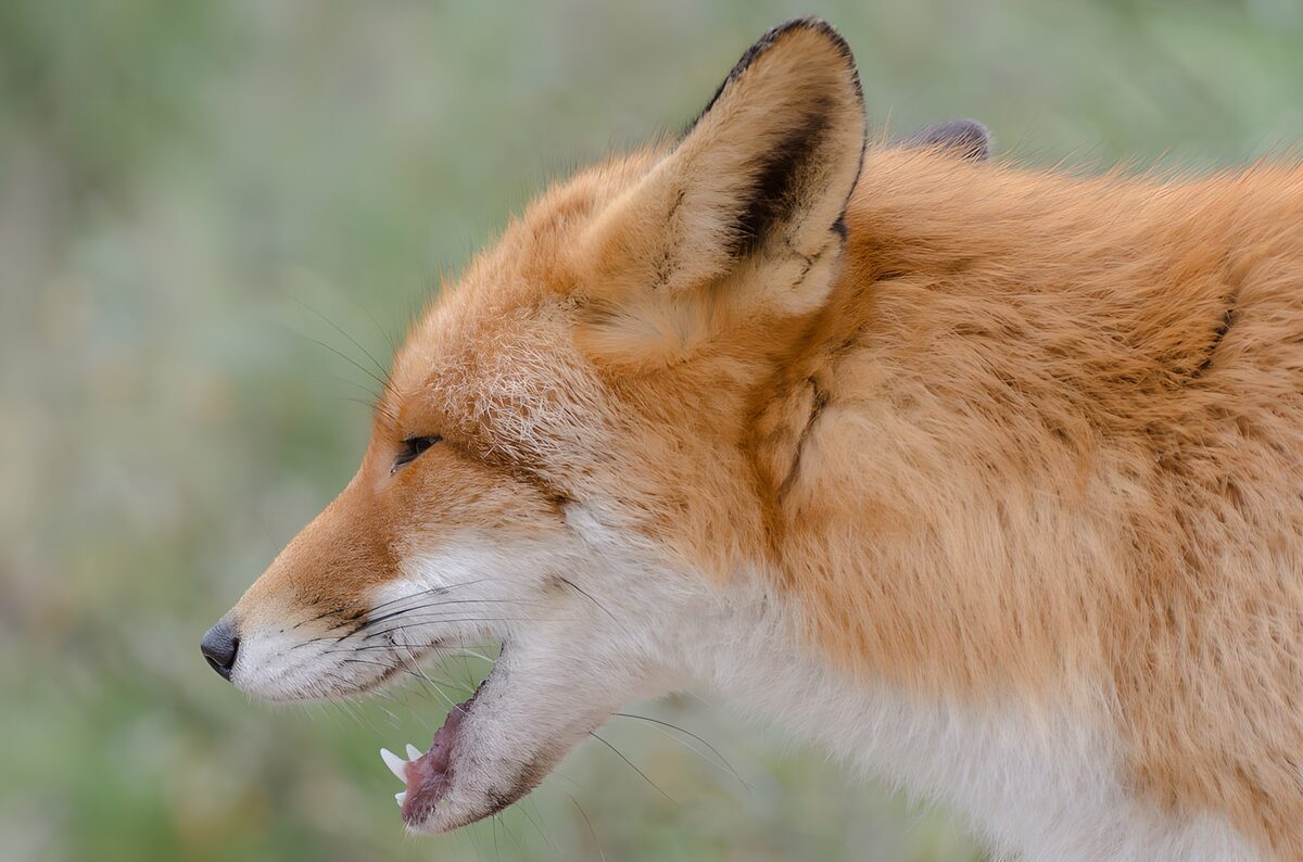 TPDE42498: Der schüchterne Fuchs in der Natur