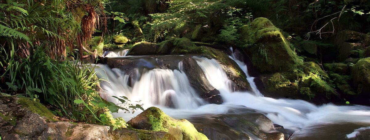 Wasserfall inmitten grüner Pflanzen wie Farn, Moos usw.