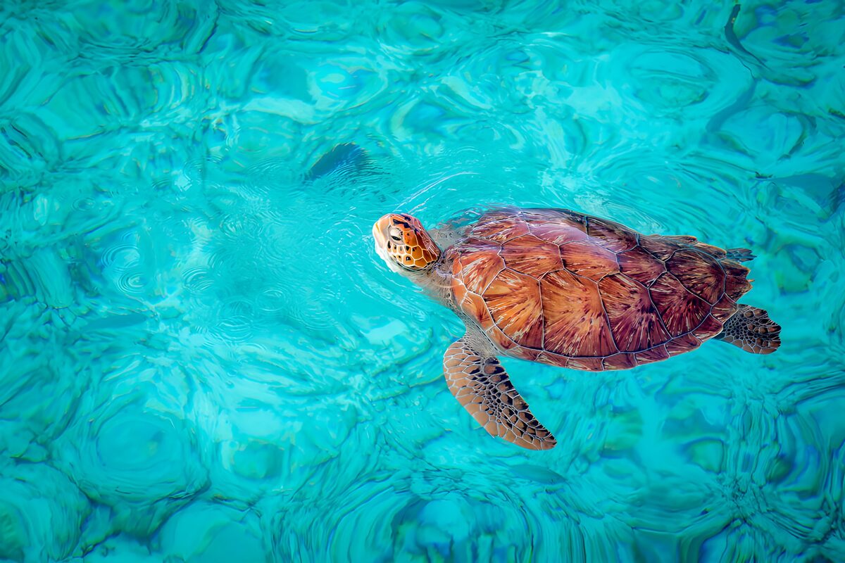 Schildkröte im klaren Wasser