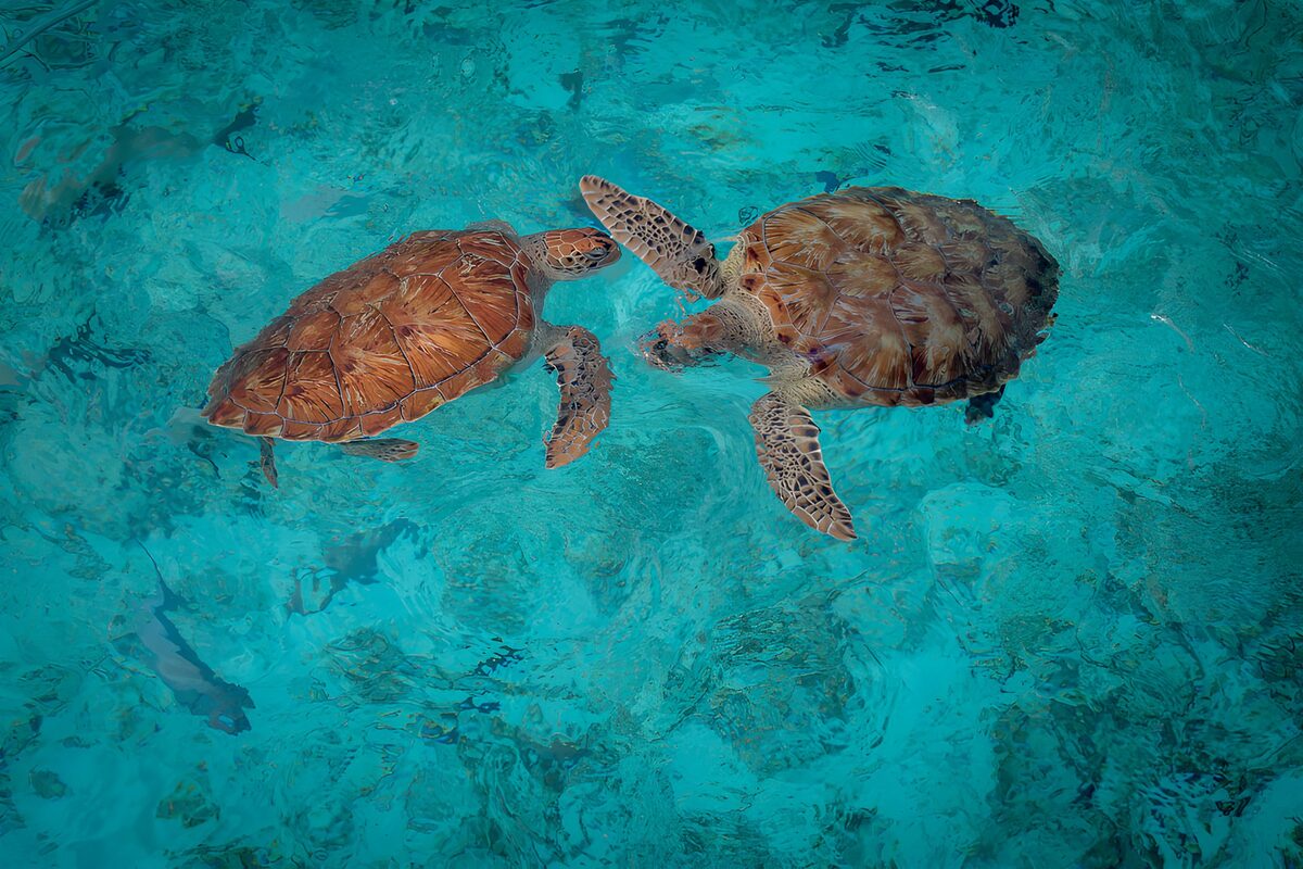 TPDE19766: Zwei Schildkröten im klaren Wasser