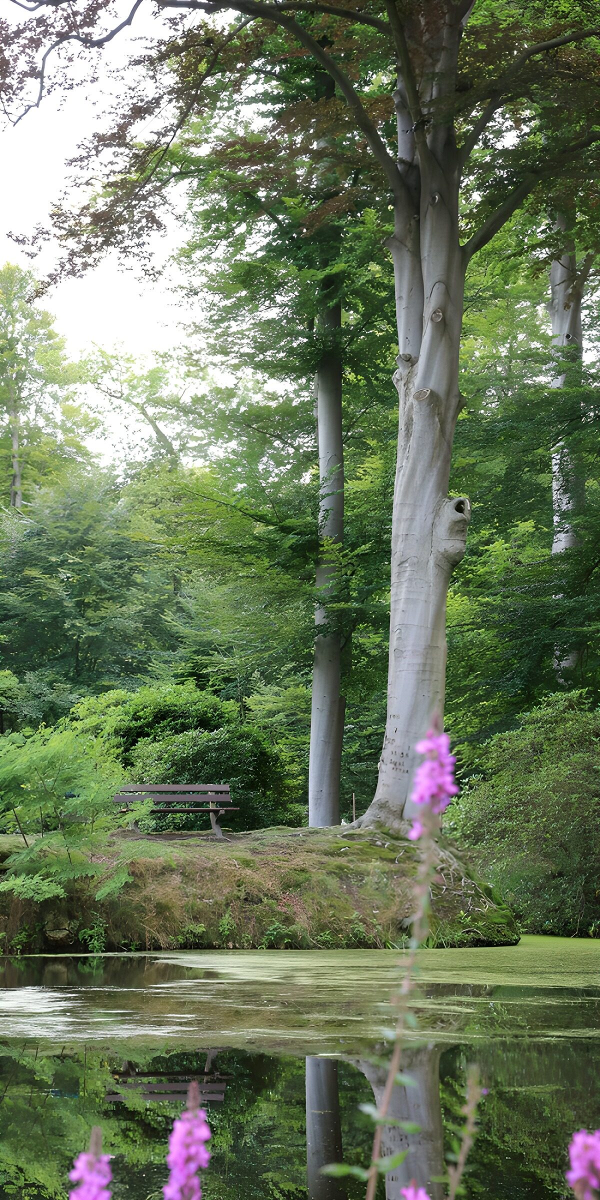 TPDE26938: Ruhiger Park mit Teich und Bäumen