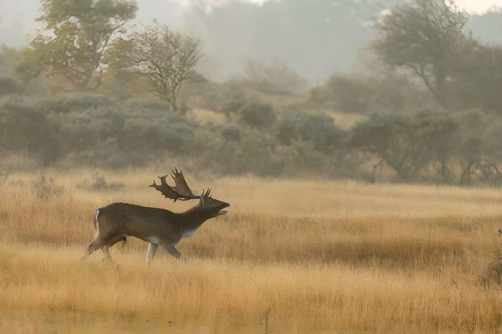 TPDE87355: Rehbock im Nebel der Morgenlandschaft