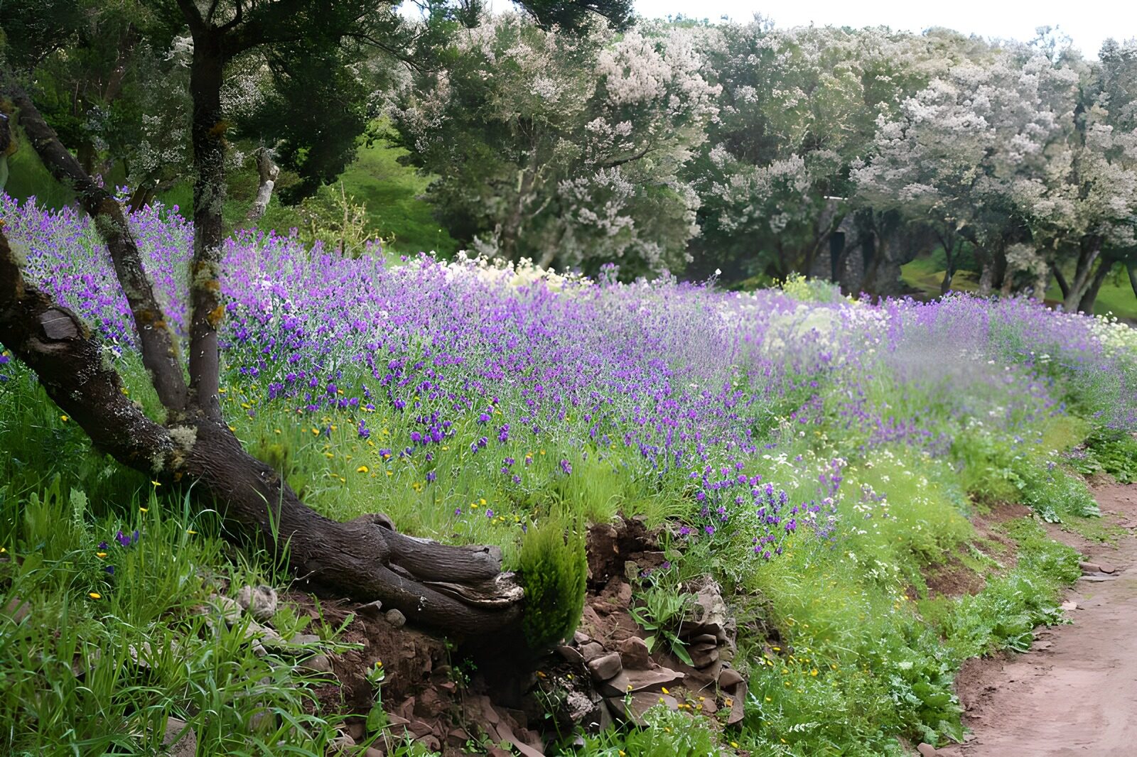 TPDE25840: Frühling auf La Gomera 1