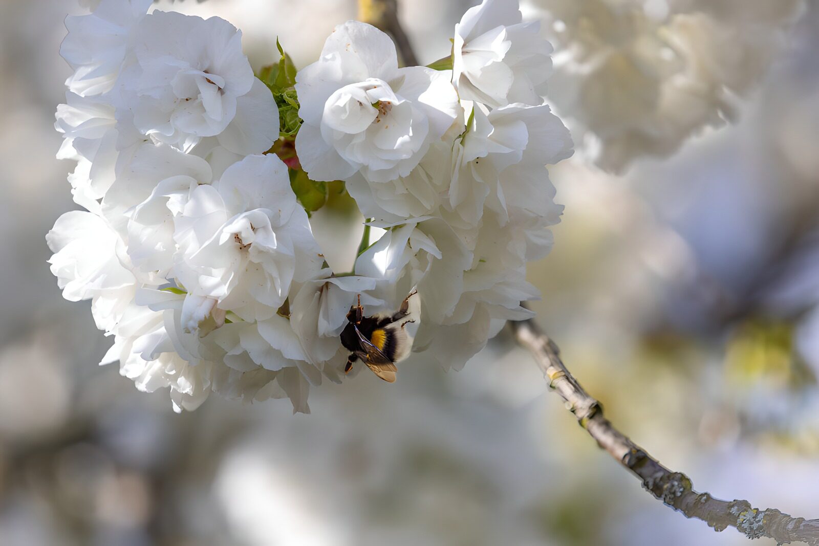 TPDE11140: Biene auf blühenden Kirschblüten