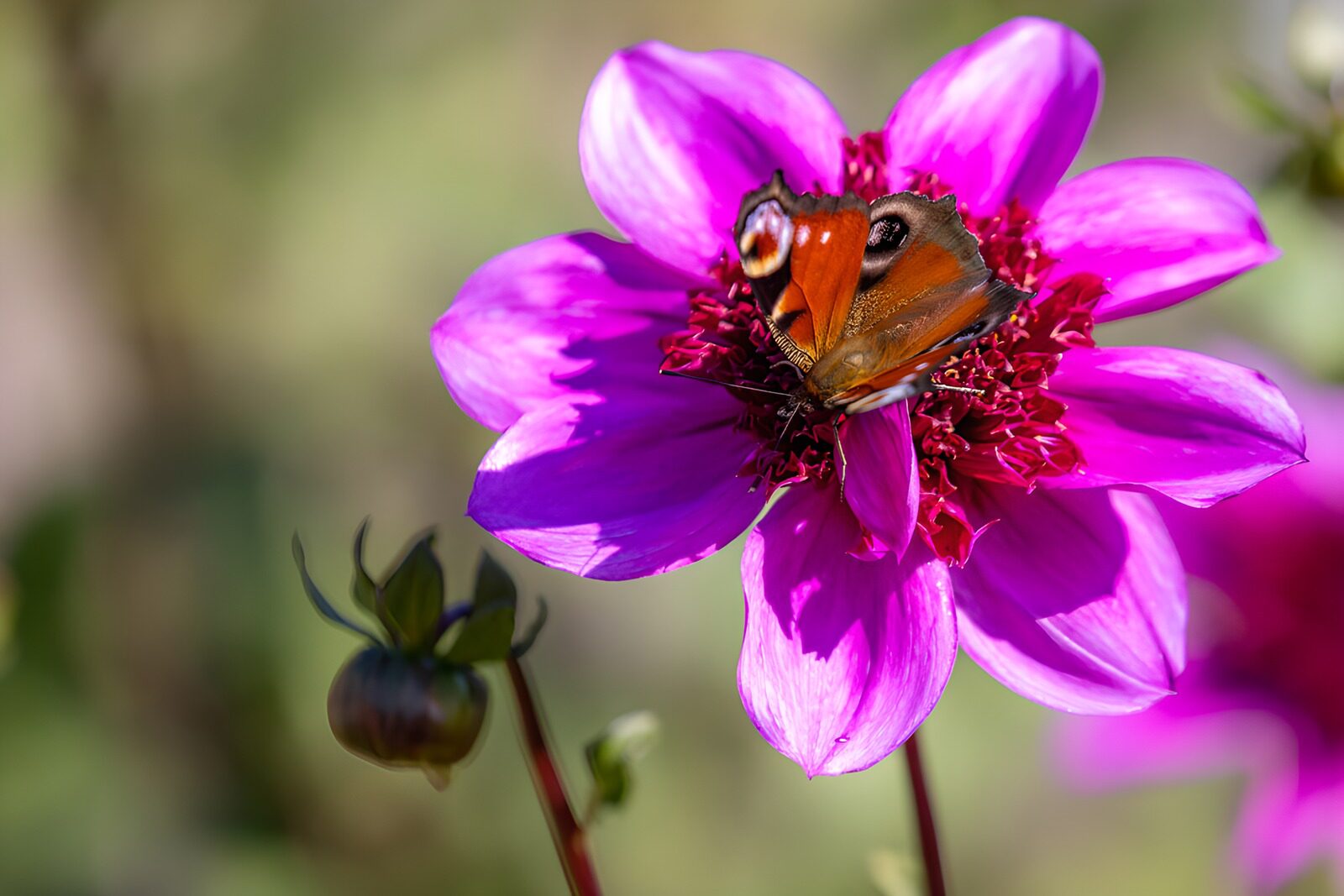 TPDE71328: Schmetterling auf einer blühenden Blume