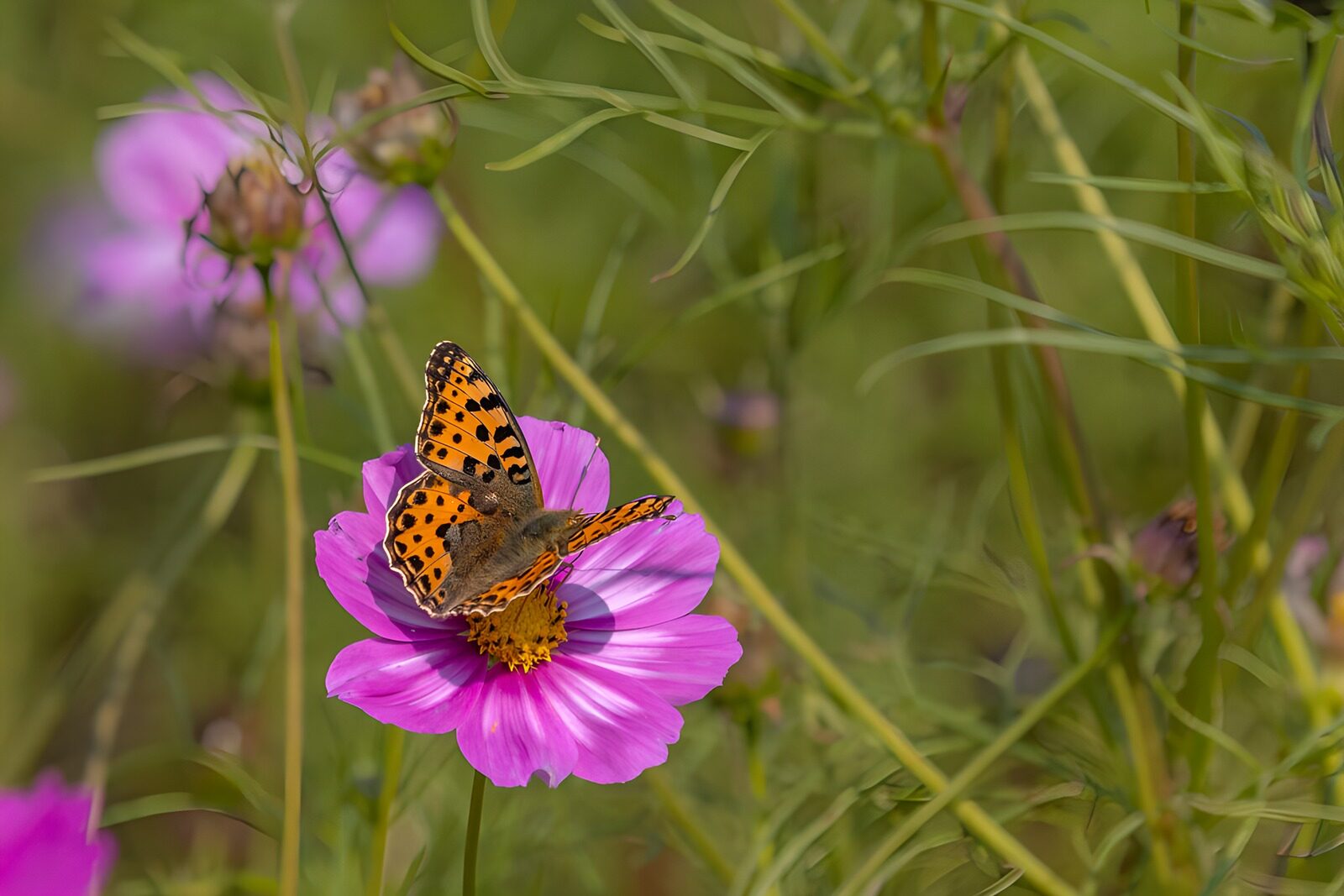 TPDE95302: Schmetterling auf blühender Blume
