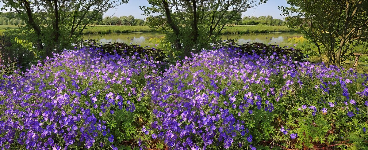 TPDE27220: Blaue Blüten entlang einen Kanal