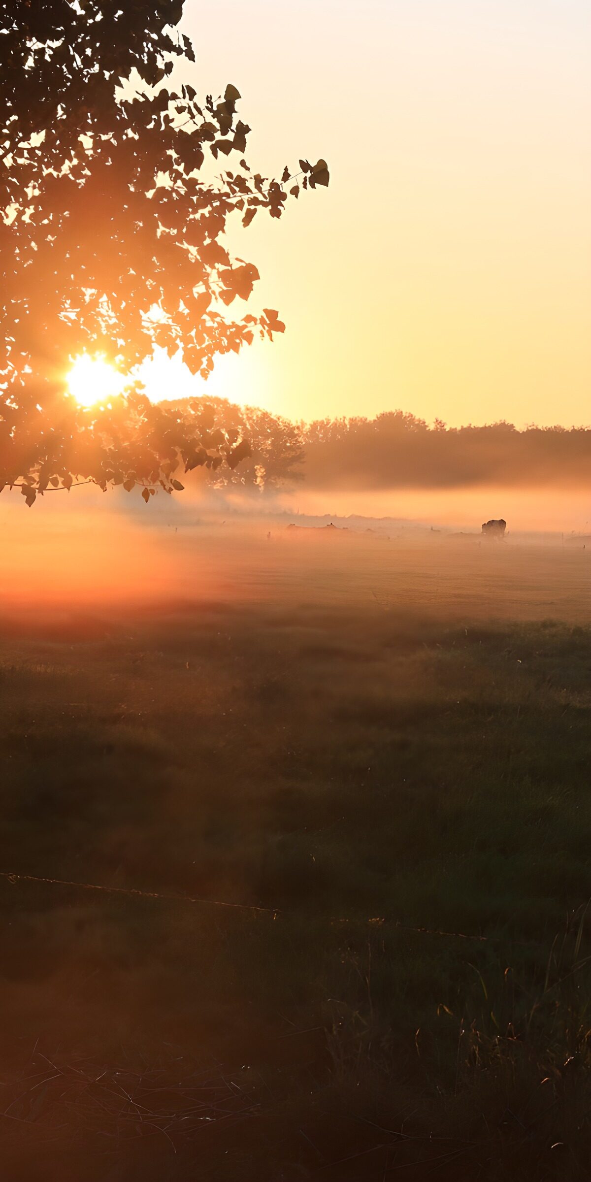Sonnenaufgang über dem nebelverhangenen Feld