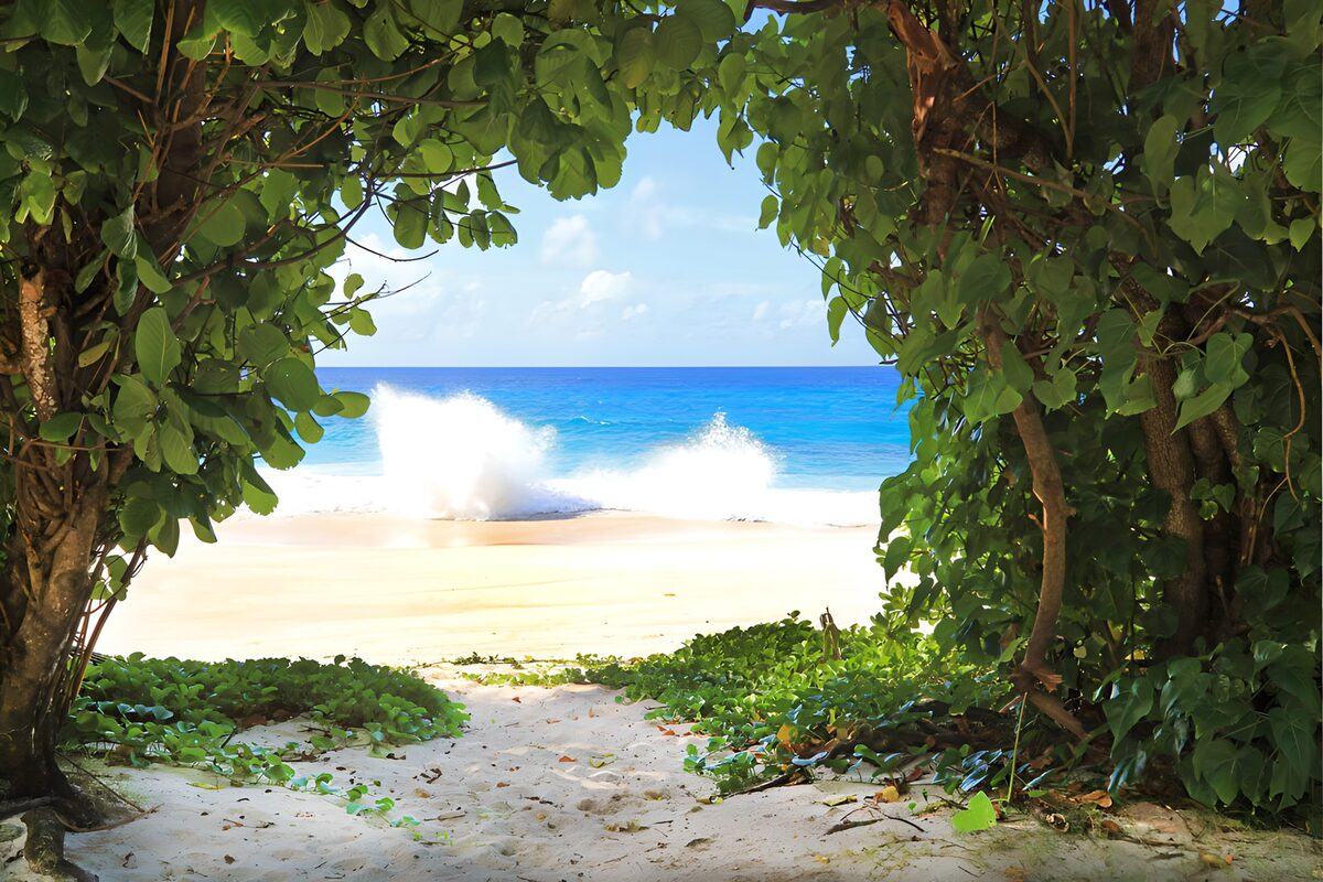 TPDE51181: Blick auf den Strand durch die Bäume