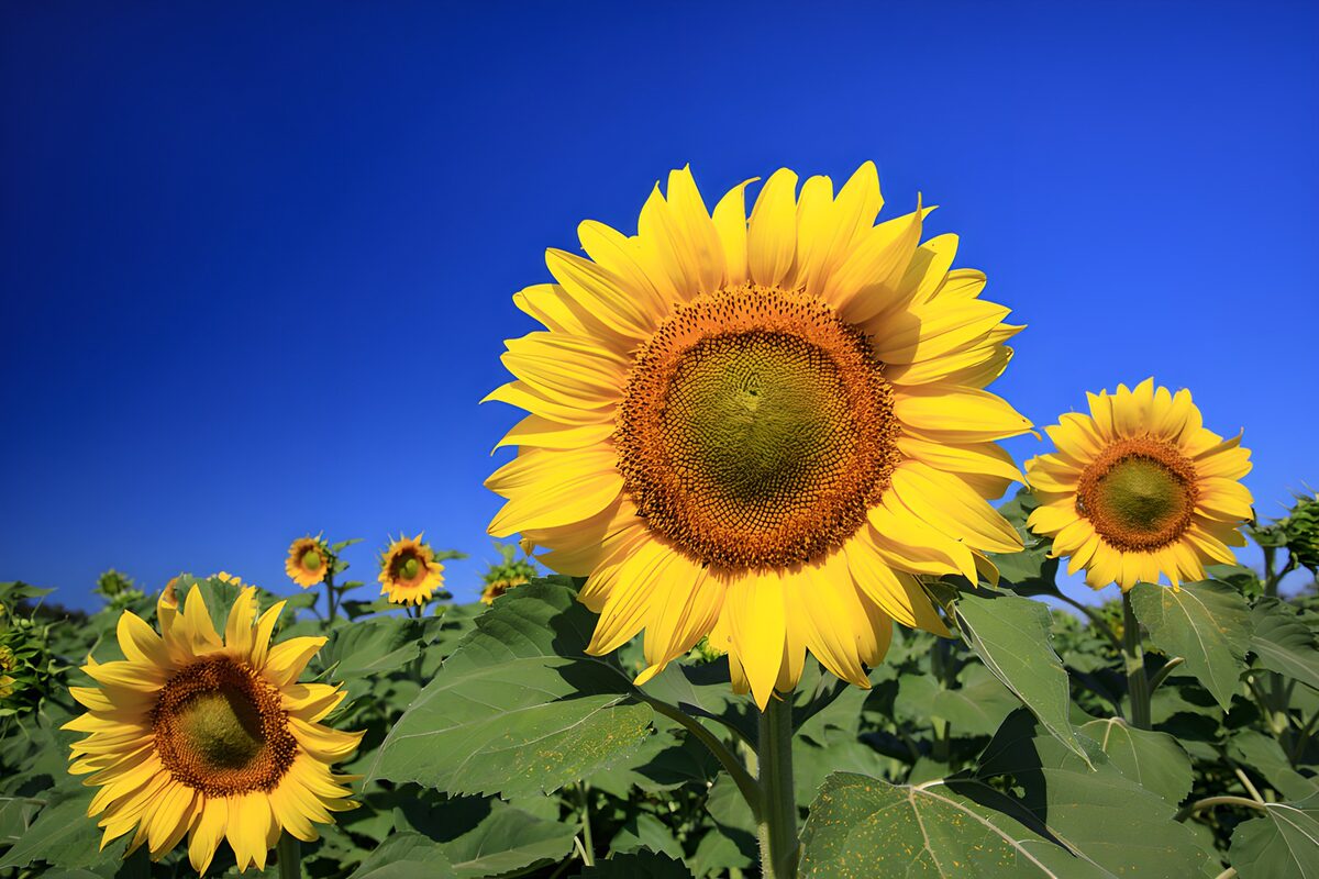 TPDE15736: Strahlende Sonnenblumen im blauen Himmel